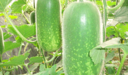 51热门大瓜今日吃瓜爆料汇总,今日吃瓜爆料汇总，热点事件一网打尽